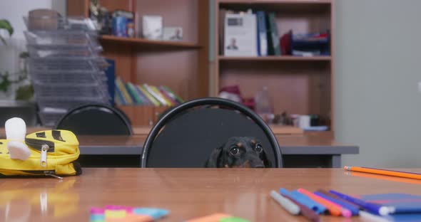 Curious Dachshund Puppy in Blue Polo Shirt Puts Paws on Table and Looks Around for Something While