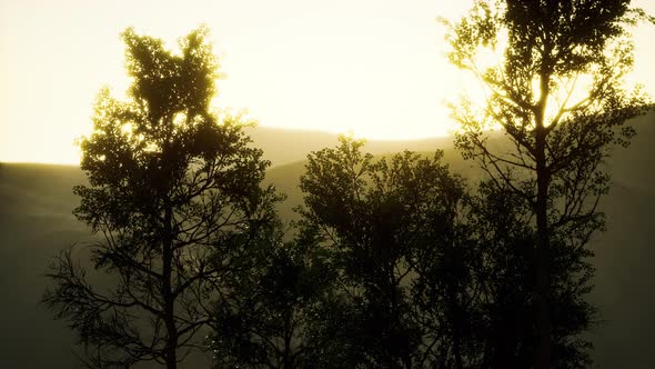 Carpatian Mountains Fog and Mist at the Pine Forest