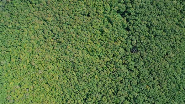 Aerial High Altitude Top Down View Above the Tops of Lush Green Trees Dense Forest