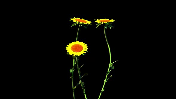 Sunflowers Botanical Flowers 3D Rendering