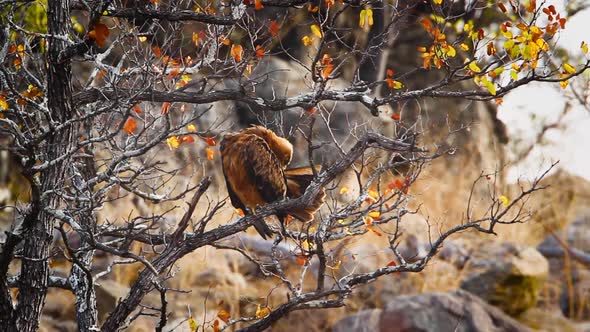 Tawny Eagle in Kruger National park, South Africa