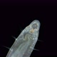 worm Polychaeta Polyophthalmus sp. under a microscope, Ophelliidae family - VideoHive Item for Sale