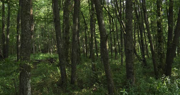 The forest closed to the Chambon lake, Murol, Puy de Dôme, Auvergne, France