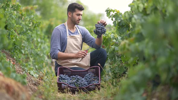 Wine Grape Harvest