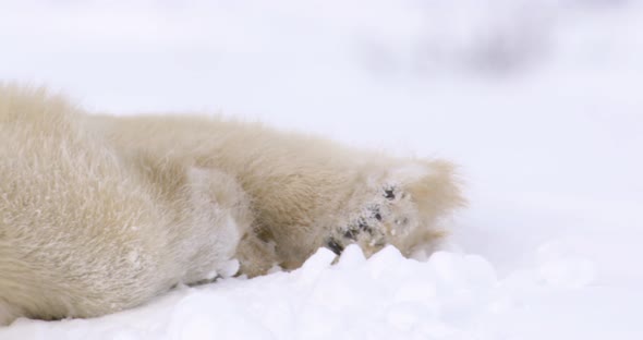 Close up, panning shot of Polar Bear sow and cubs sleeping peacefully. Pan from toe to head.