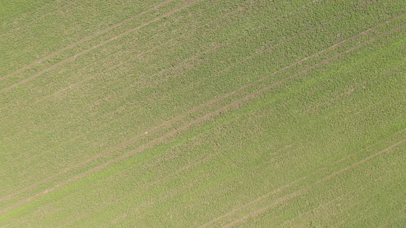Spring plant field of peas Pisum sativum after spraying with herbicides 4K aerial footage