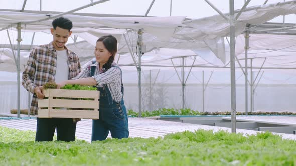 handheld asian couple farmer takecare and harvest green fresh plant in hydroponics farm