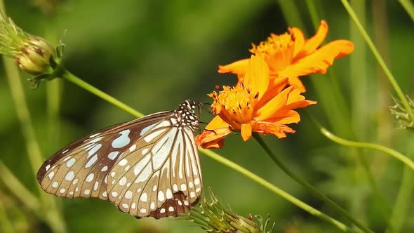 Butterflies on Flowers Summer Butterfly on a Yellow Daylily Foreground Very Beautiful Blue Butterfly