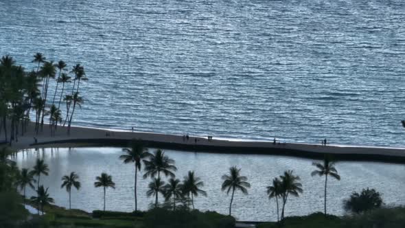 Palm Trees in Hawaii