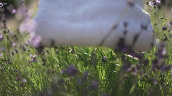 Closeup Purple Lavender Flowers in Sunshine with Hand Putting Clean Fresh White Towel on Plants in