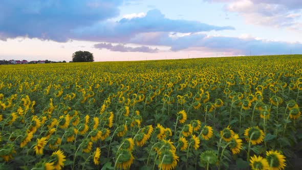 Flight Over a Field with Sunflowers Against a Background of Thunderclouds