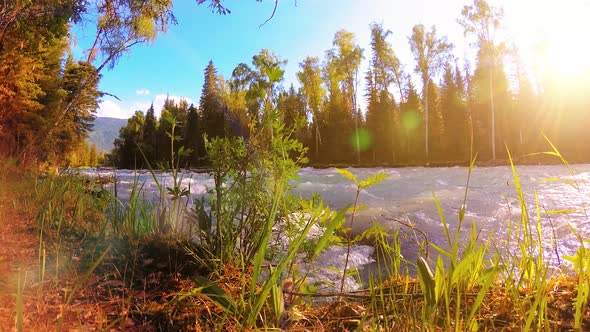 Meadow at Mountain River Bank. Landscape with Green Grass, Pine Trees and Sun Rays