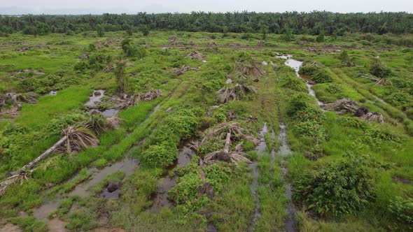 Fly over bare oil palm tree is cleared