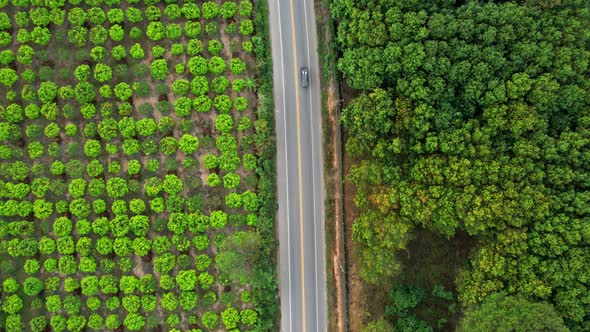 4K Aerial view over a farmer's garden. A car drives on a road near a garden in rural Thailand.