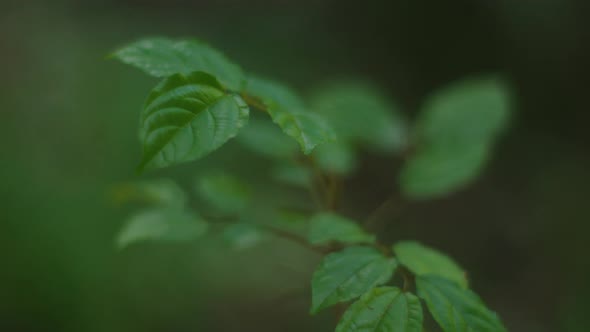 Forest Leaves Macro 11