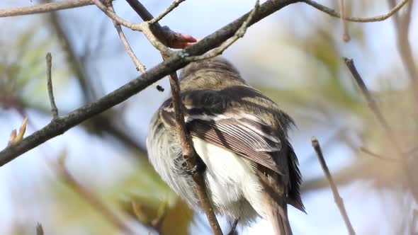 Super close-up  on a little bird flycatcher frisking on a tree branch.