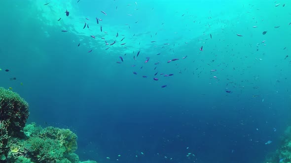 Coral Reef and Tropical Fish Underwater