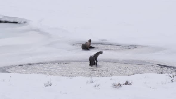 winter shot of a river otter running to its companion at yellowstone