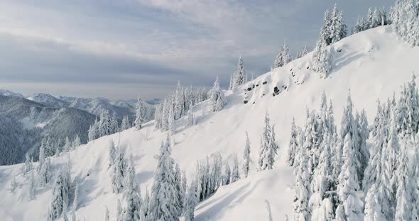 Aerial Flyover Sunny Snow Covered Mountain Top Snowy Evergreen Tree Forest