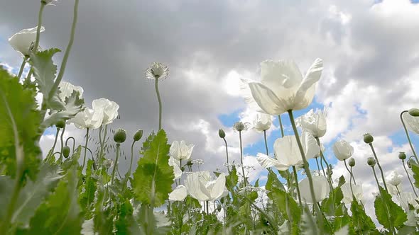 Tulip Garden