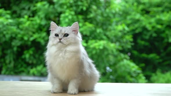 Cute Persian Cat Sitting On Wood Table