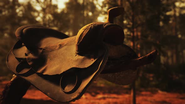 Vintage Leather Horse Saddle on the Dead Tree in Forest at Sunset