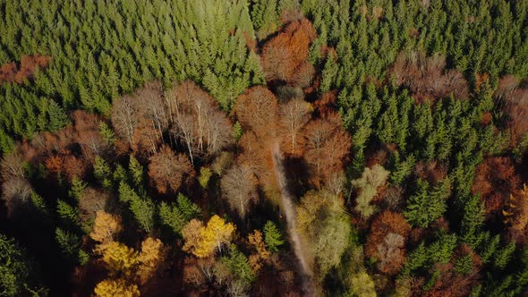 Autumn forest view from above by a drone in 4K. Look up shot with the wide view over a rural landsca