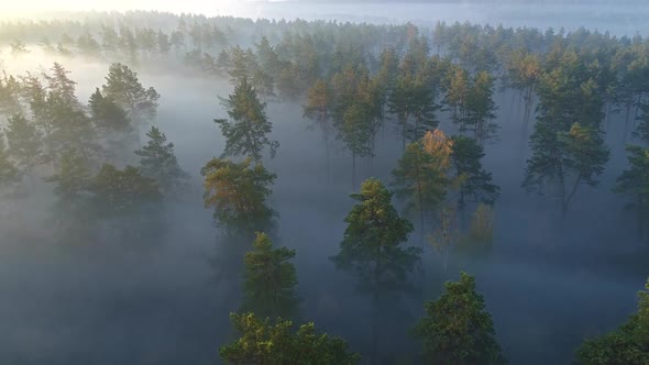 Flying Over Green Foggy Forest at Sunrise