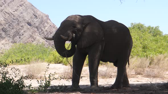 Elephant in the shadow eating a tree branch