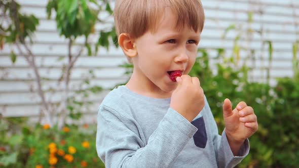 Child 4 Years Old Holding and Eating Raspberries in Backyard