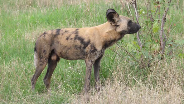 African wild dog laying down in the grass