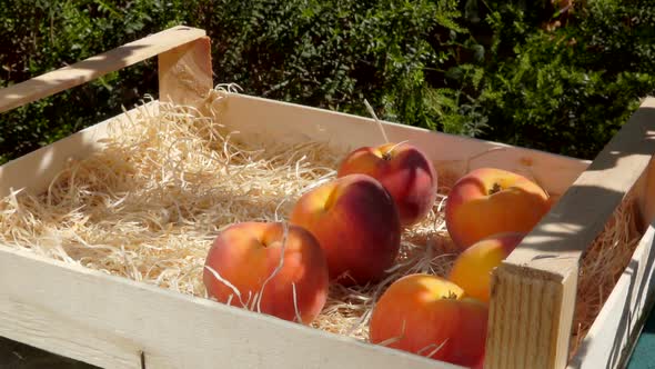 Hand Puts Ripe Juicy Peachs in a Wooden Box