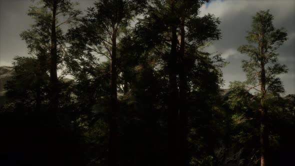 Fog and Pine Trees on Rugged Mountainside and Coming Storm