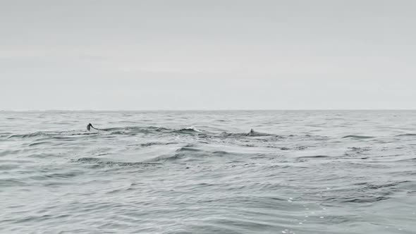 Closeup Slow Motion Whale Tail at Ocean Aerial