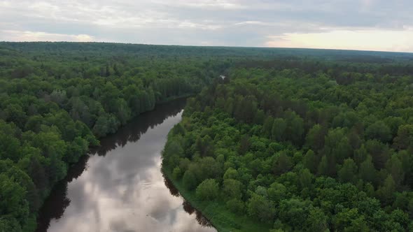 Nature Landscape - River Divides the Coniferous Forest