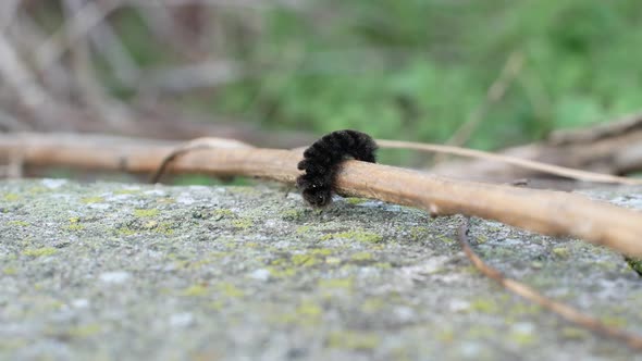 Black caterpillar crawling on the gravel road. Still shot with the caterpillar crossing gravel road