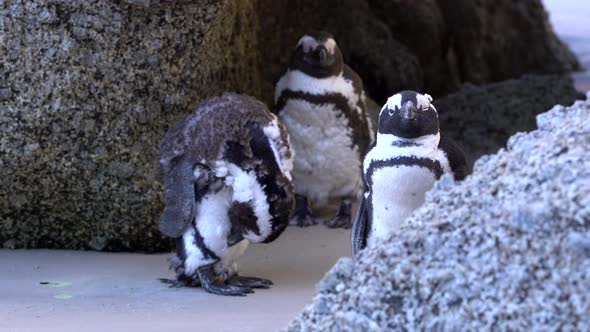 Penguins standing in between rocks in Cape Town.
