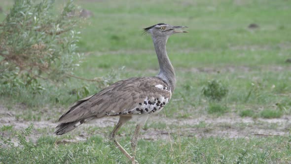 Kori bustard the largest flying bird native to Africa walking around 