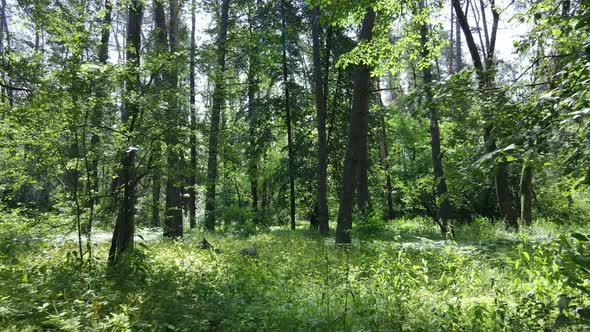 Beautiful Green Forest on a Summer Day Slow Motion