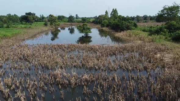 Aerial tilt down of overflowed wheatfield after intense rain in Battambang,Cambodia.