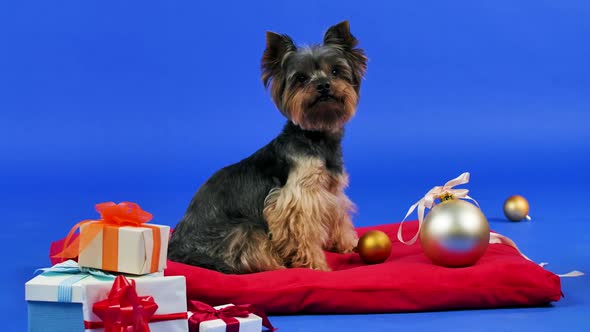 Yorkshire Terrier on a Blue Gradient Background