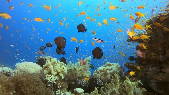 Underwater Marine Tropical Colorful Life