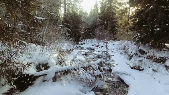 Hills with Many Pine Trees Covered By Snow