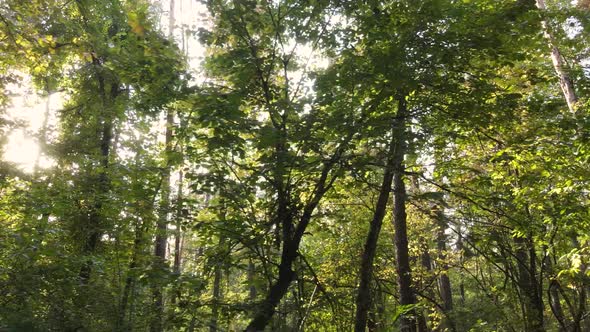 Trees in the Forest on an Autumn Day