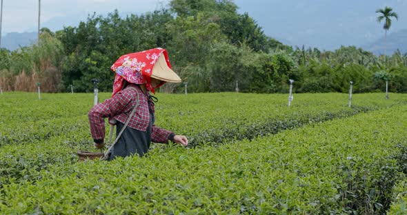 Woman work at the tea farm