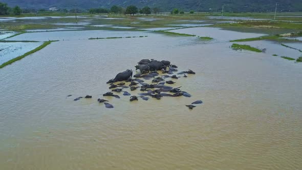 Drone Rotates Above Buffaloes in Dirty Water By Village