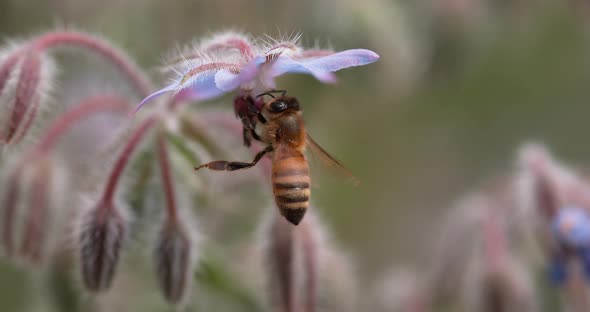 European Honey Bee, apis mellifera, Bee foraging a borage Flower, Insect in Flight, Pollination Act