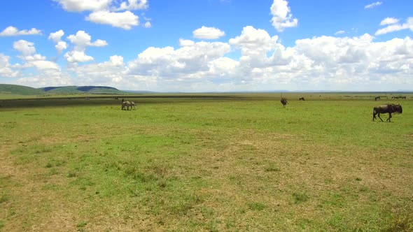 Group of Herbivore Animals in Savannah at Africa