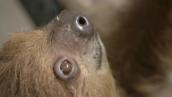 A two toed sloth hanging in a tree close to the camera slow motion cinematic