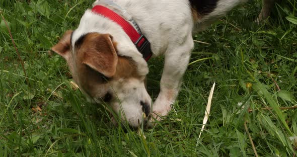 Jack Russell Terrier Plays With A Stick